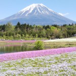 富士＆桜